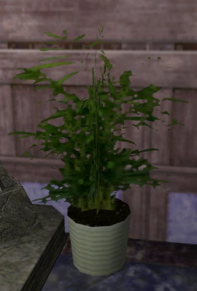 File:Tall Potted Plant.jpg