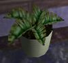 Leafy Potted Plant.jpg